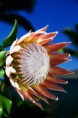 /album/galeria-de-fotos/king-protea-copia-jpg/